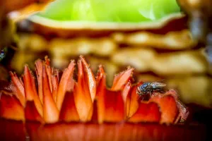 Carrion fly on the parasitic plant Rafflesia pricei flower, Mount Kinabalu, Borneo, May Carrion fly on the parasitic plant Rafflesia pricei flower, Mount Kinabalu, Borneo, May