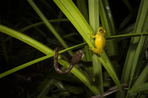 Cat-eyed snake (Leptodeira septentrionalis) predating Olive snouted treefrog (Scinax Cat-eyed snake (Leptodeira septentrionalis) predating Olive snouted treefrog (Scinax