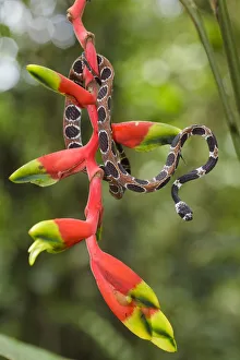 Catesbys snail-eating snake (Dipsas catesbyi) on Heliconia plant, Pacaya Samiria Catesbys snail-eating snake (Dipsas catesbyi) on Heliconia plant, Pacaya Samiria