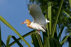 Cattle Egret (Bubulcus ibis) in breeding plumage, balancing on palm leaf, India Cattle Egret (Bubulcus ibis) in breeding plumage, balancing on palm leaf, India