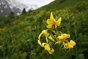 Caucasian lily (Lilum monadephum) in flower, Mount Cheget, Caucasus, Russia, June 2008 Caucasian lily (Lilum monadephum) in flower, Mount Cheget, Caucasus, Russia, June 2008