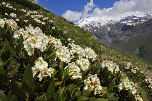Caucasian rhododendron (Rhododendron caucasium) flowers with Mount Elbrus in the distance Caucasian rhododendron (Rhododendron caucasium) flowers with Mount Elbrus in the distance