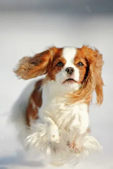 Cavalier King Charles Spaniel, blenheim coated, running over snow covered ground Cavalier King Charles Spaniel, blenheim coated, running over snow covered ground