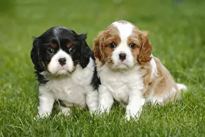 Cavalier King Charles Spaniel, two puppies on grass, blenheim and tricolour, 5 weeks Cavalier King Charles Spaniel, two puppies on grass, blenheim and tricolour, 5 weeks