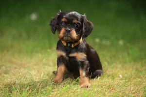 Cavalier King Charles Spaniel, puppy, black-and-tan, 6 weeks, sitting on grass, wearing Cavalier King Charles Spaniel, puppy, black-and-tan, 6 weeks, sitting on grass, wearing