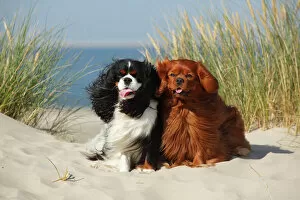The Netherlands Collection: Cavalier King Charles Spaniels with tricolor and ruby colourations on beach, Texel