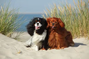 Cavalier King Charles Spaniels with tricolor and ruby colourations on beach, Texel Cavalier King Charles Spaniels with tricolor and ruby colourations on beach, Texel