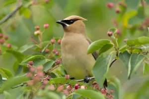 Cedar Waxwing (Bombycilla cedrorum) perched amongst Shadblow Serviceberry (Amelanchier Cedar Waxwing (Bombycilla cedrorum) perched amongst Shadblow Serviceberry (Amelanchier
