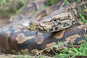 Close Up Snake Photos Prints: Central African rock python (Python sebae) coiled up resting