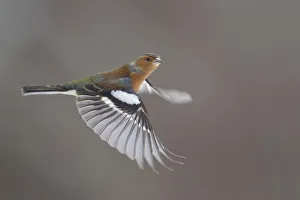Chaffinch (Fringilla coelebs) male in flight. Glenfeshie, Scotland, February Chaffinch (Fringilla coelebs) male in flight. Glenfeshie, Scotland, February
