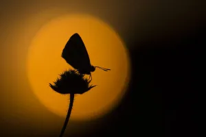 Chalkhill blue adult (Lysandra coridon) silhouetted at dusk against red sky, Cambridgeshire Chalkhill blue adult (Lysandra coridon) silhouetted at dusk against red sky, Cambridgeshire