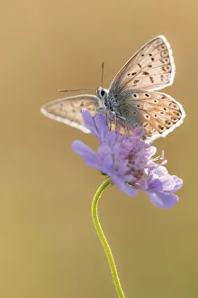 Chalkhill blue butterfly (Polyommatus coridon) Hatch Hill, Somerset, UK. August Chalkhill blue butterfly (Polyommatus coridon) Hatch Hill, Somerset, UK. August