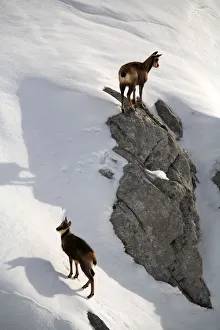 Chamois (Rupicapra rupicapra) female with young on snow, Picos de Europa, Camaleo Chamois (Rupicapra rupicapra) female with young on snow, Picos de Europa, Camaleo