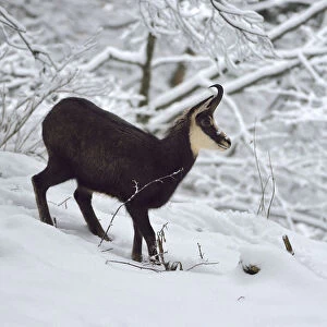 Images Dated 7th November 2016: Chamois (Rupicapra rupicapra) in the snow, Jura Switzerland, November