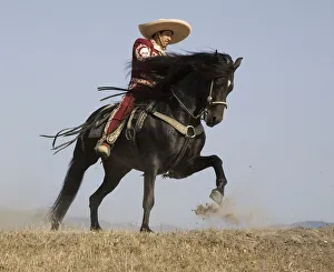 Charro on a Black Andalusian stallion galloping in Ojai, California, USA, model released Charro on a Black Andalusian stallion galloping in Ojai, California, USA, model released