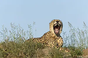Cheetah (Acinonyx jubatus) male yawning, Kruger national park, South Africa Cheetah (Acinonyx jubatus) male yawning, Kruger national park, South Africa