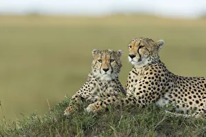 Cheetah (Acinonyx jubatus) mother and cub, Masai-Mara Game Reserve, Kenya Cheetah (Acinonyx jubatus) mother and cub, Masai-Mara Game Reserve, Kenya