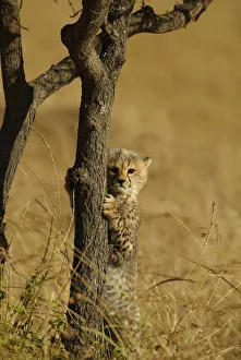 Cheetah cub climbing acacia tree {Acinonyx jubatus} Masai Mara, Kenya Cheetah cub climbing acacia tree {Acinonyx jubatus} Masai Mara, Kenya