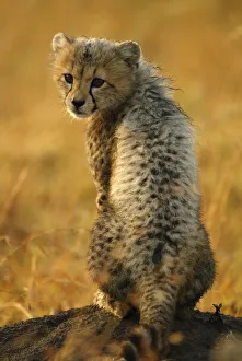 Cheetah cub portrait {Acinonyx jubatus} Masai Mara, Kenya Cheetah cub portrait {Acinonyx jubatus} Masai Mara, Kenya