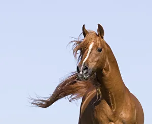 Chestnut arabian stallion running, California, USA Chestnut arabian stallion running, California, USA