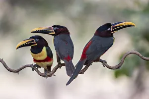 Chestnut-eared aracari (Pteroglossus castanotis) on cat-gut vine. Pantanal, Brazil, August Chestnut-eared aracari (Pteroglossus castanotis) on cat-gut vine. Pantanal, Brazil, August