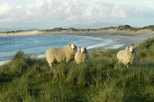Cheviot sheep grazing eroding machair at front of sand dunes, North Uist, Scotland, UK Cheviot sheep grazing eroding machair at front of sand dunes, North Uist, Scotland, UK