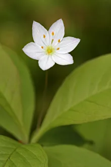 Chickweed wintergreen ( Trientalis europaea) flower, Cairngorms National Park, Scotland Chickweed wintergreen ( Trientalis europaea) flower, Cairngorms National Park, Scotland