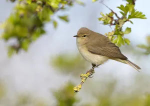 Chiffchaff (Phylloscopus collybita) perched on Hawthorn (Crataegus) twig, Cheshire, April Chiffchaff (Phylloscopus collybita) perched on Hawthorn (Crataegus) twig, Cheshire, April