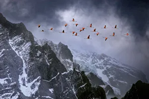 Chilean flamingos (Phoenicopterus chilensis) in flight over mountain peaks with glacier Chilean flamingos (Phoenicopterus chilensis) in flight over mountain peaks with glacier