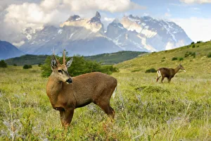 Chilean huemul or South Andean deer (Hippocamelus bisulcus) Chilean huemul or South Andean deer (Hippocamelus bisulcus)