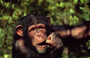 Chimpanzee orphan Sophie eating fruit (Pan troglodytes) Sweetwaters Chimpanzee Sanctuary Chimpanzee orphan Sophie eating fruit (Pan troglodytes) Sweetwaters Chimpanzee Sanctuary