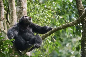 Chimpanzee (Pan troglodytes schweinfurthii) male vocalising in tree, Kibale National Park Chimpanzee (Pan troglodytes schweinfurthii) male vocalising in tree, Kibale National Park