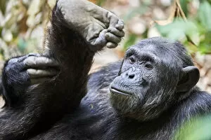 Animal Feet Collection: Chimpanzee (Pan troglodytes schweinfurthii) male, scratching its leg, National Park
