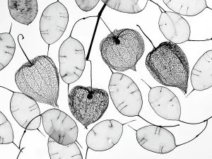 Chinese lanterns (Physalis alkekengi) skeletons and Honesty seed pods (Lunaria annua) Chinese lanterns (Physalis alkekengi) skeletons and Honesty seed pods (Lunaria annua)