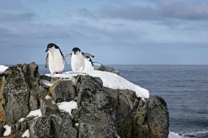 Chinstrap penguins (Pygoscelis antarcticus) coming ashore to find Chinstrap penguins (Pygoscelis antarcticus) coming ashore to find