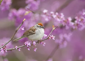 Chipping Sparrow (Spizella passerina), perched in flowering Eastern redbud tree, New York Chipping Sparrow (Spizella passerina), perched in flowering Eastern redbud tree, New York
