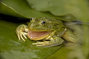 Chiricahua / Ramsay Canyon Leopard Frog (Rana chiricahuensis / subaquavocalis) sitting Chiricahua / Ramsay Canyon Leopard Frog (Rana chiricahuensis / subaquavocalis) sitting