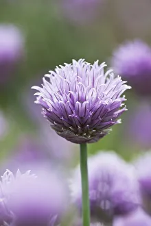 Chives in flower (Allium schoenoprasum) Lower Saxony, Germany Chives in flower (Allium schoenoprasum) Lower Saxony, Germany