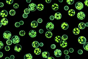 Chlorophyte or green alga (Volvox aureus) in pond water. UK Chlorophyte or green alga (Volvox aureus) in pond water. UK