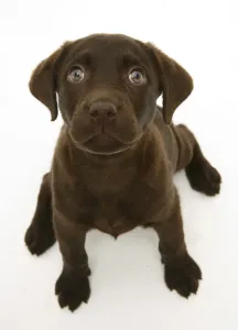 Chocolate Labrador Retriever puppy, sitting and looking up Chocolate Labrador Retriever puppy, sitting and looking up