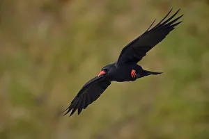 Chough (Pyrrhocorax pyrrhocorax) in flight along cliffs, digital composite, South Stack Chough (Pyrrhocorax pyrrhocorax) in flight along cliffs, digital composite, South Stack