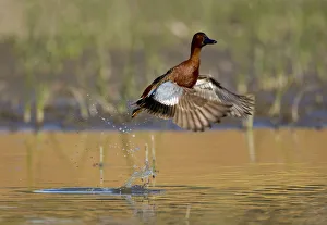 Cinnamon teal (Anas cyanoptera), male taking flight from water, Orange County, California Cinnamon teal (Anas cyanoptera), male taking flight from water, Orange County, California