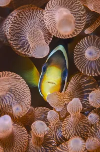 Clark's anemonefish (Amphiprion clarkii) portrait in its host Bubble-tip anemone Clark's anemonefish (Amphiprion clarkii) portrait in its host Bubble-tip anemone