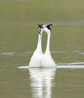 Clarks grebes (Aechmophorus clarkii) courting pair performing the Weed Ceremony' Clarks grebes (Aechmophorus clarkii) courting pair performing the Weed Ceremony'