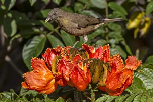 Clay-colored robin (Turdus grayi), drinking from flower of African tulip tree (Spathodea Clay-colored robin (Turdus grayi), drinking from flower of African tulip tree (Spathodea