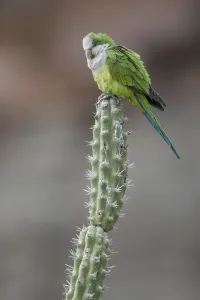 Cliff parakeets (Myiopsitta luchsi) perched on cactus, Red-fronted Macaw Community Nature Cliff parakeets (Myiopsitta luchsi) perched on cactus, Red-fronted Macaw Community Nature