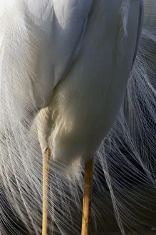 Close up of body and legs of Great Egret (Ardea alba) Pusztaszer, Hungary, May 2008 Close up of body and legs of Great Egret (Ardea alba) Pusztaszer, Hungary, May 2008