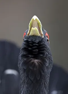 Close up of Capercaillie (Tetrao urogallus) male displaying in pine forest, Cairngorms NP Close up of Capercaillie (Tetrao urogallus) male displaying in pine forest, Cairngorms NP