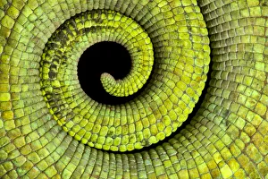 Close up of coiled tail of Parsons chameleon {Calumma parsonii} showing scales Close up of coiled tail of Parsons chameleon {Calumma parsonii} showing scales