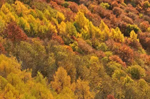 Close up of colourful mixed woodland in autumn, Kinnoull Hill Woodland Park Close up of colourful mixed woodland in autumn, Kinnoull Hill Woodland Park
